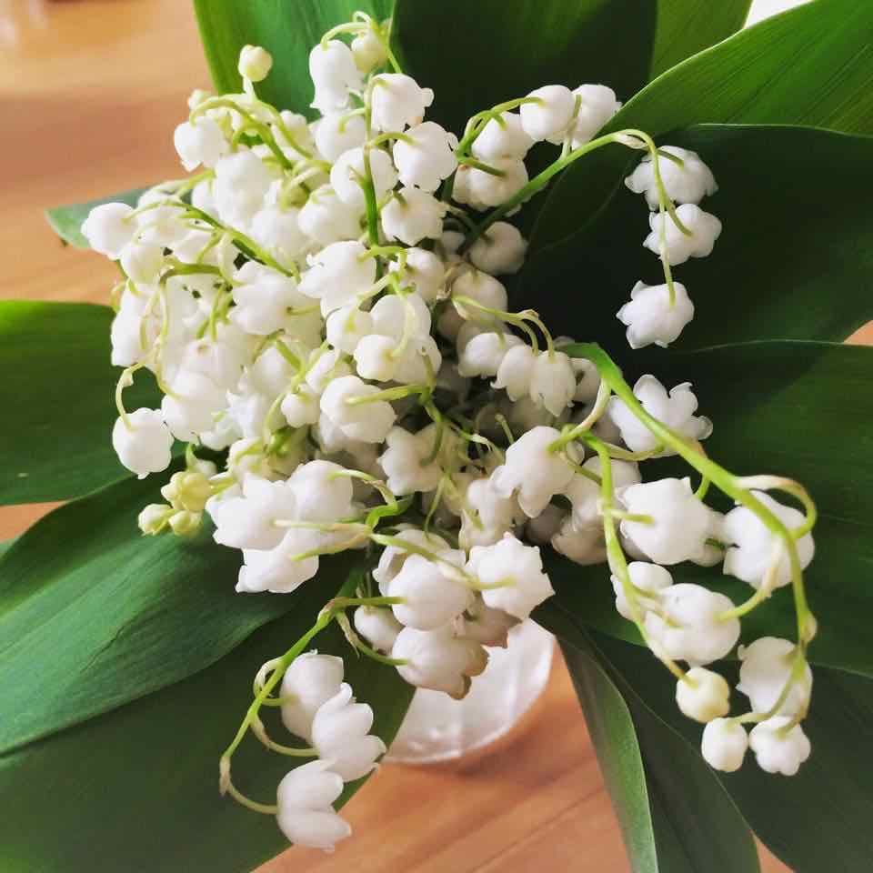 mamipokoe 