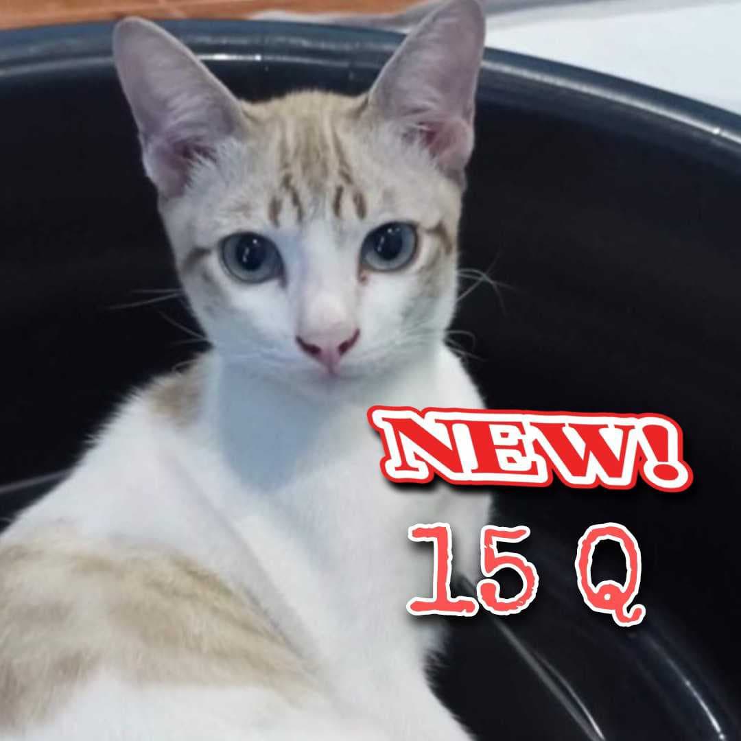 🌾🧲โปรเต้🐱 15คำถามในไลฟ์สดเท่านั้น
