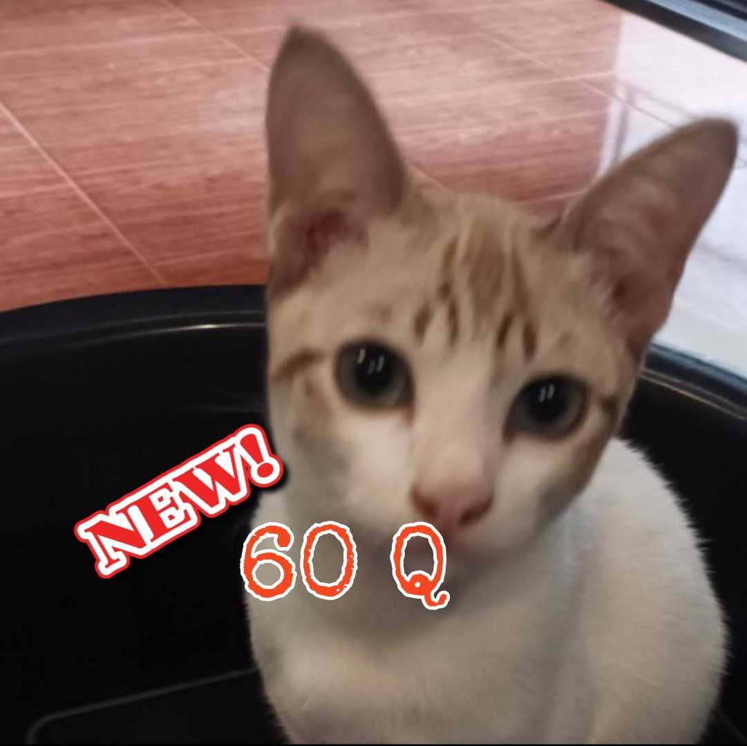 🌾😺โปรเต้ 60 คำถาม ถามไลฟ์สดเท่านั้น🫣