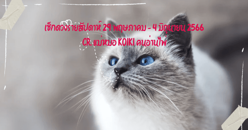 เช็กดวงรายสัปดาห์ 29 พฤษภาคม - 4 มิถุนายน 2566 กับแม่หมอKoiKi คนอ่านไพ่ 🪔🕉️